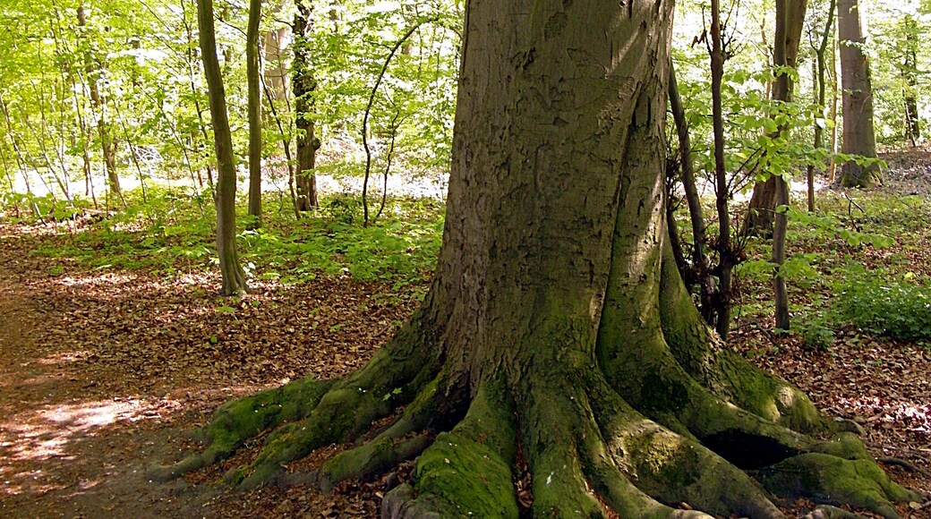 Das Ahlemer Holz ist ein von schmalen Wegen durchzogener, für die Region üblich von Rotbuchen dominierter, Wald auf dem Südhang einer Kuppe am Westrand des Stadtgebiets von Hannover.