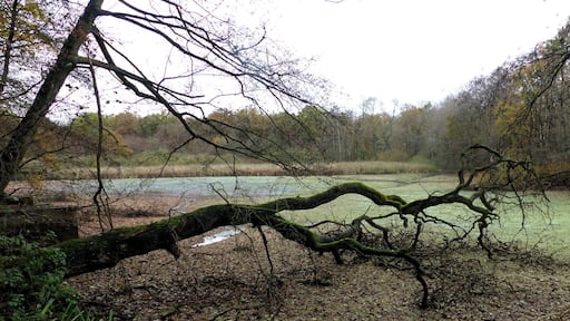 Der abgelassene Kauleteich, links das Ablaufbauwerk ("Mönch"), im hinteren Bildbereich der Durchfluss des Möncheteichgrabens.