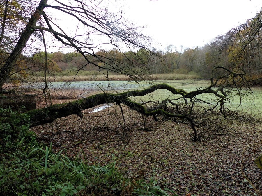 Der abgelassene Kauleteich, links das Ablaufbauwerk ("Mönch"), im hinteren Bildbereich der Durchfluss des Möncheteichgrabens.