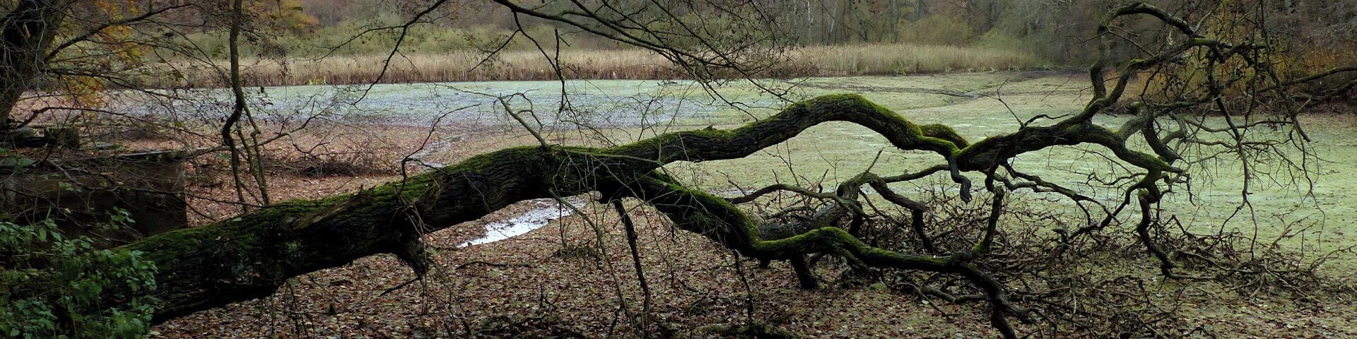 Der abgelassene Kauleteich, links das Ablaufbauwerk ("Mönch"), im hinteren Bildbereich der Durchfluss des Möncheteichgrabens.