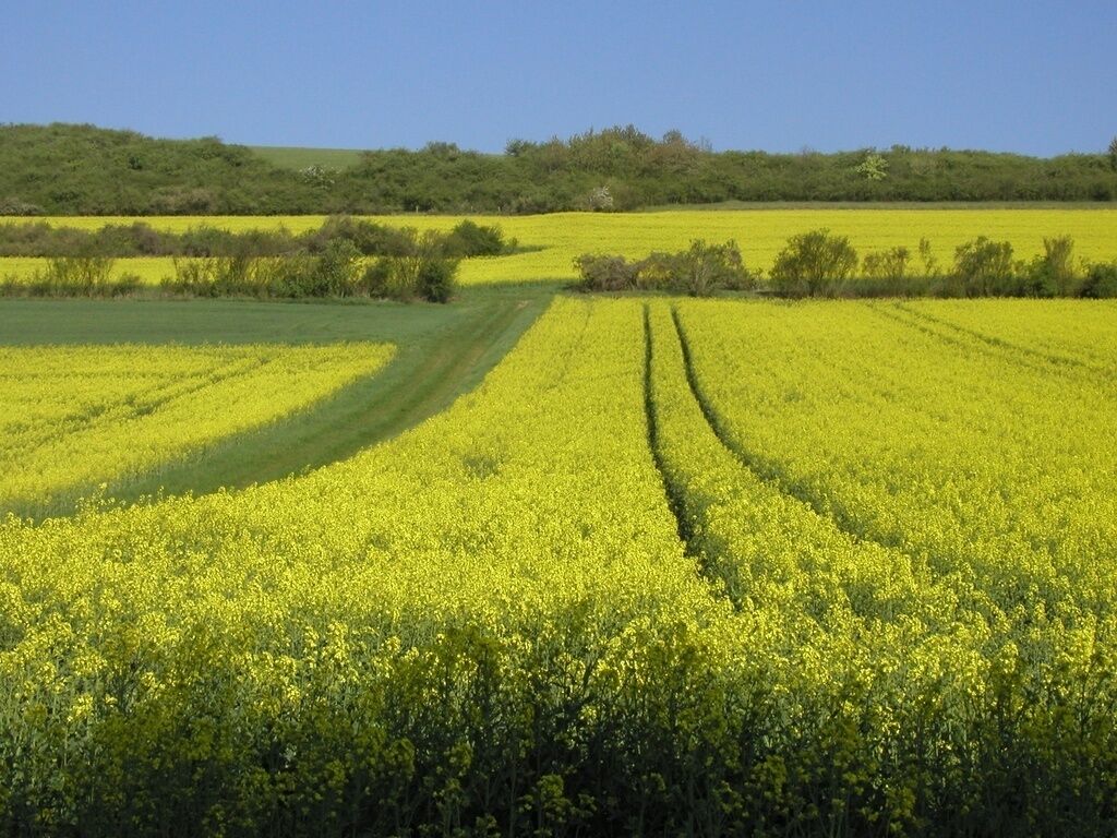 A vast field of yellow flowers, likely canola, with a clear sky and distant green hills.