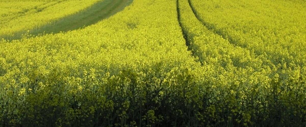 A vast field of yellow flowers, likely canola, with a clear sky and distant green hills.