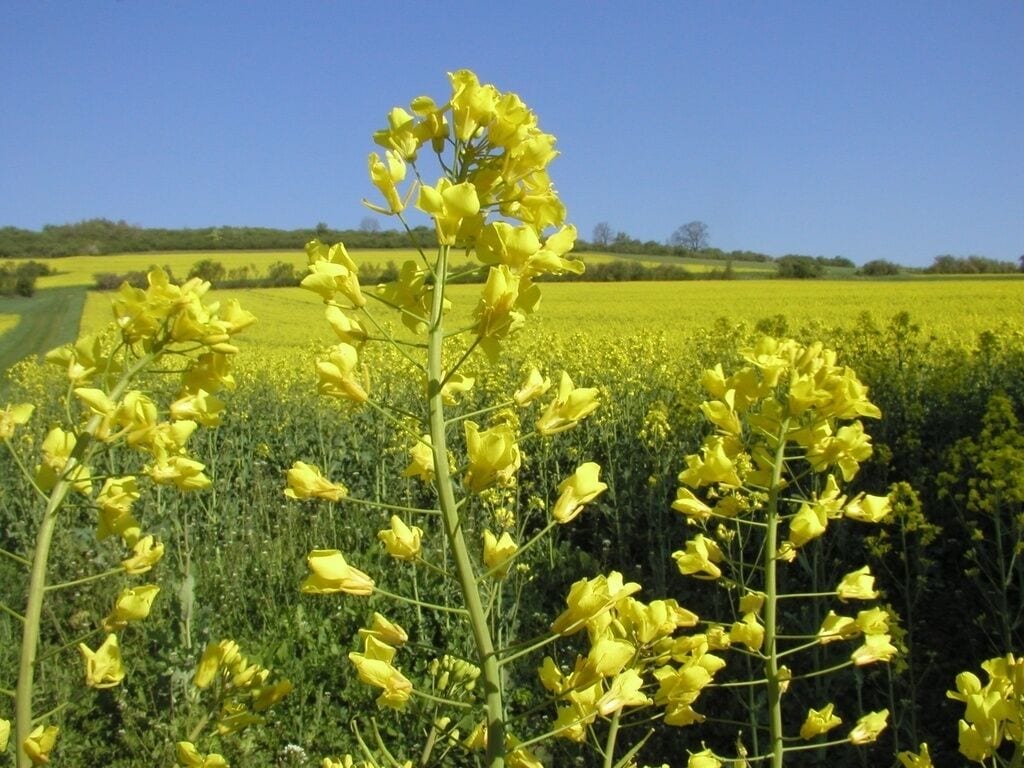 Rapsfeld in Langenholzen