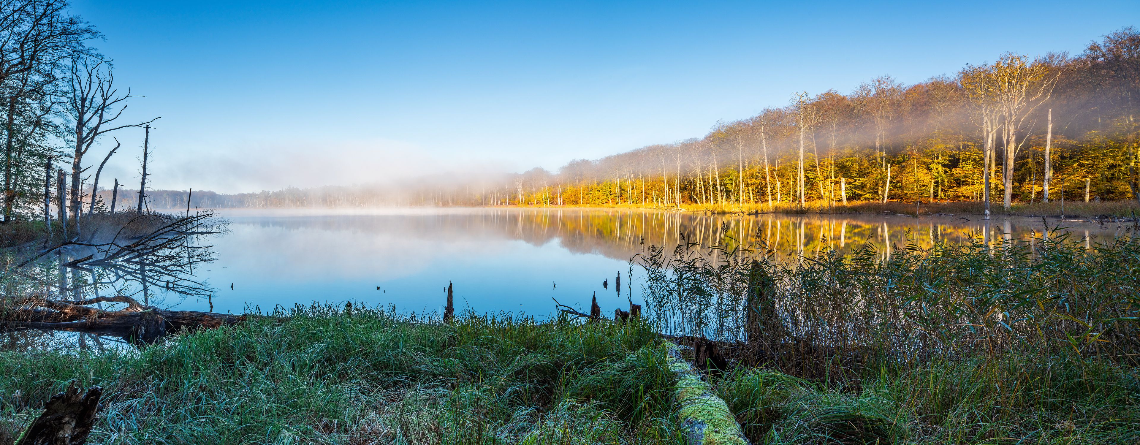 A calm lake with reflections of trees, surrounded by grass and a forest.