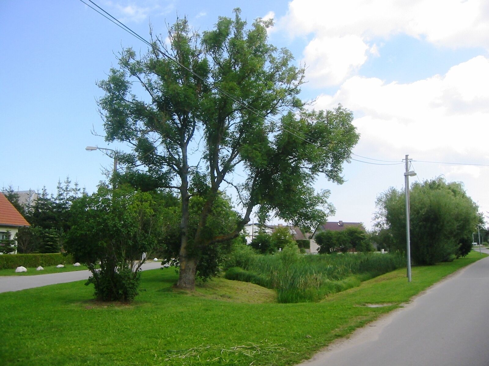 A residential street with a large tree, a utility pole, and houses in the background.