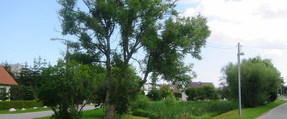 A residential street with a large tree, a utility pole, and houses in the background.