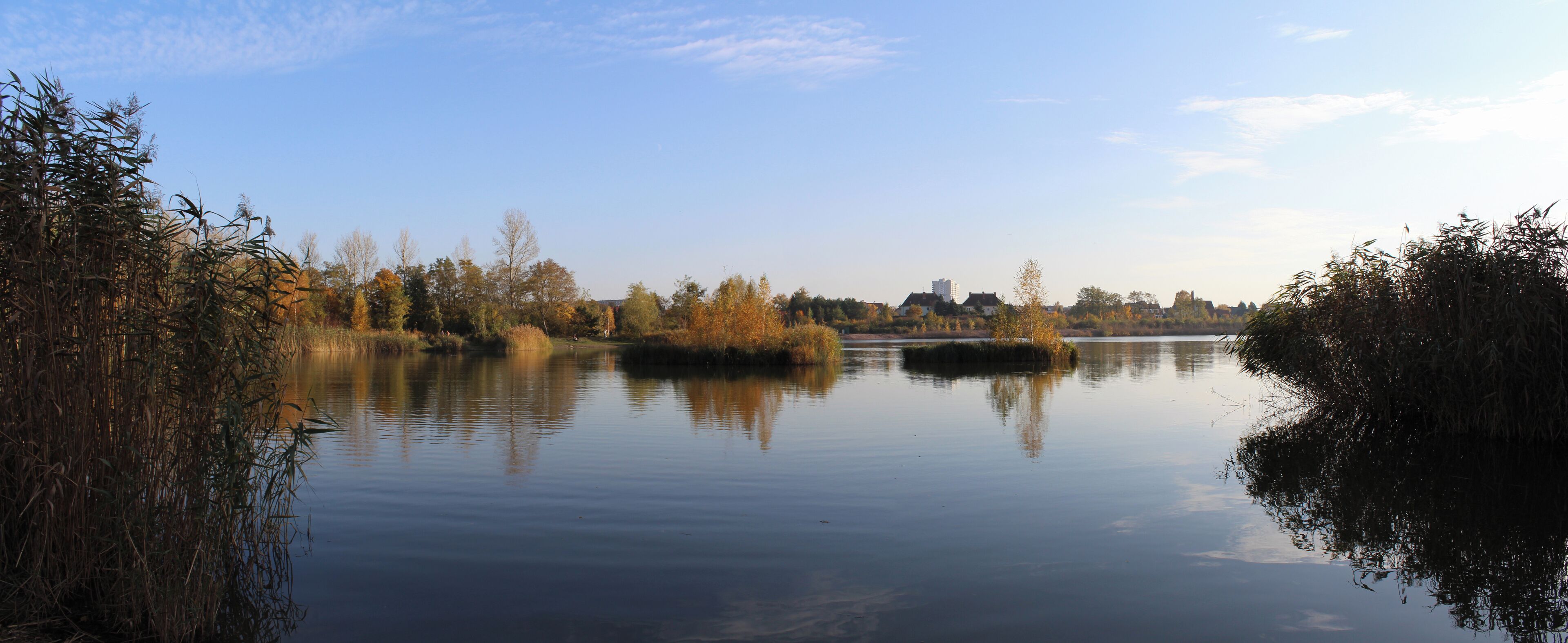 A calm river with dense reeds on the banks, a clear sky, and distant buildings.