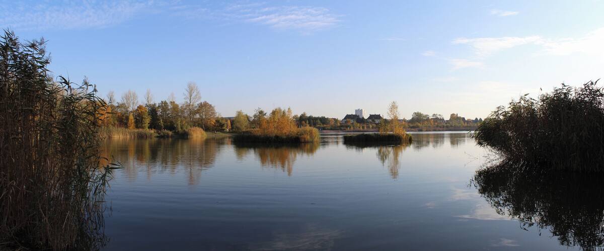 A calm river with dense reeds on the banks, a clear sky, and distant buildings.