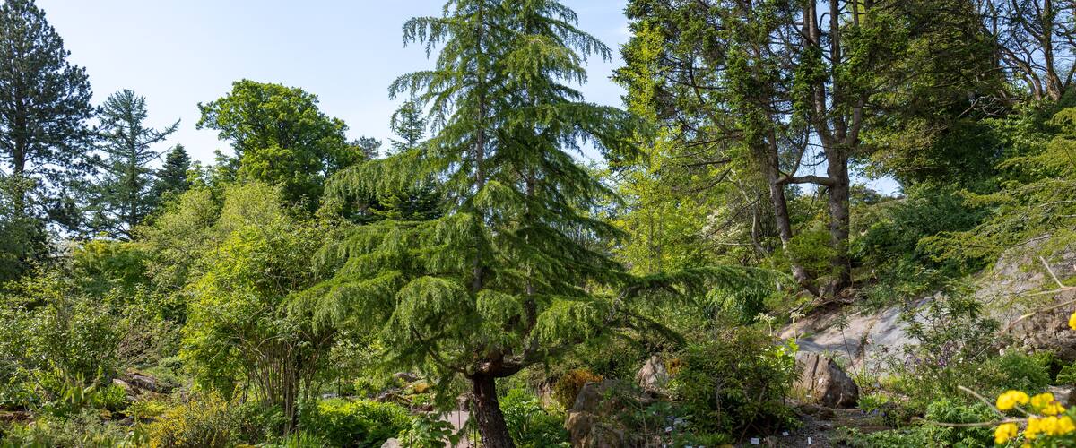 Lush trees and bushes around small pond in a botanical garden. Shot in Sweden, Scandinavia