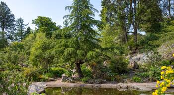 Lush trees and bushes around small pond in a botanical garden. Shot in Sweden, Scandinavia