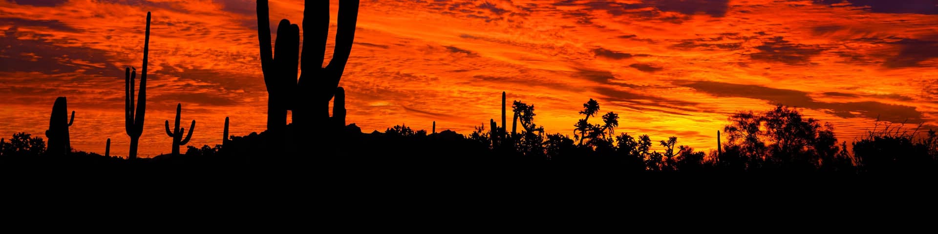 A desert landscape with a prominent cactus and a sunset sky.