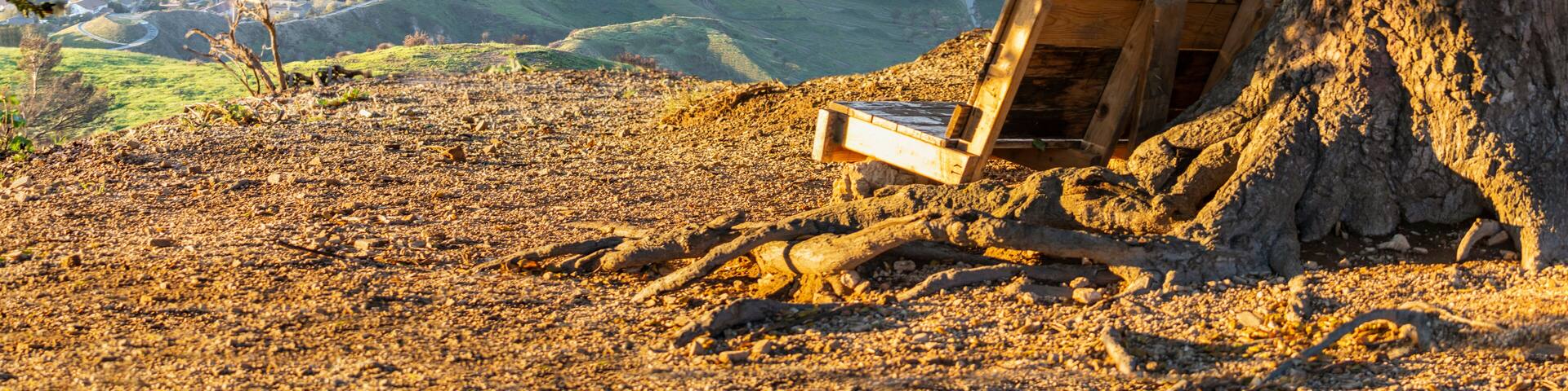 Wood bench under oak tree with early morning mountain view of the San Fernando Valley from Mission Peak in north Los Angeles, California.
