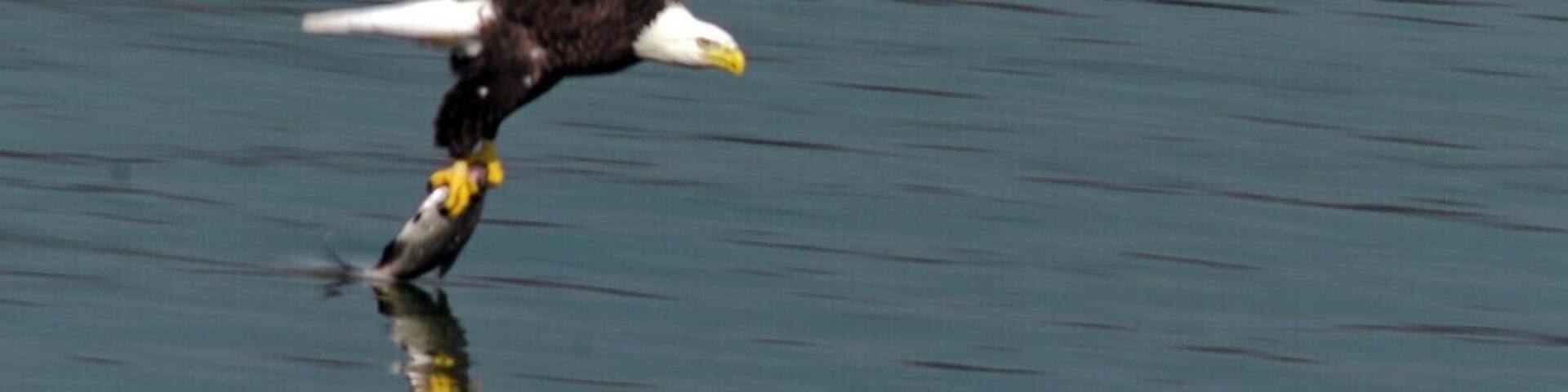 This is a shot from my camera that I got at conowingo. I was just amaized that in front of my eyes I saw how they swoop down and catch the fish and cary them off to eat.