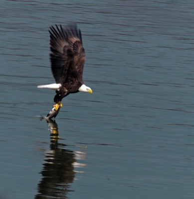 This is a shot from my camera that I got at conowingo. I was just amaized that in front of my eyes I saw how they swoop down and catch the fish and cary them off to eat.