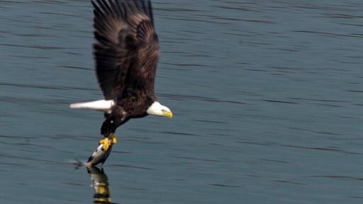 Conowingo