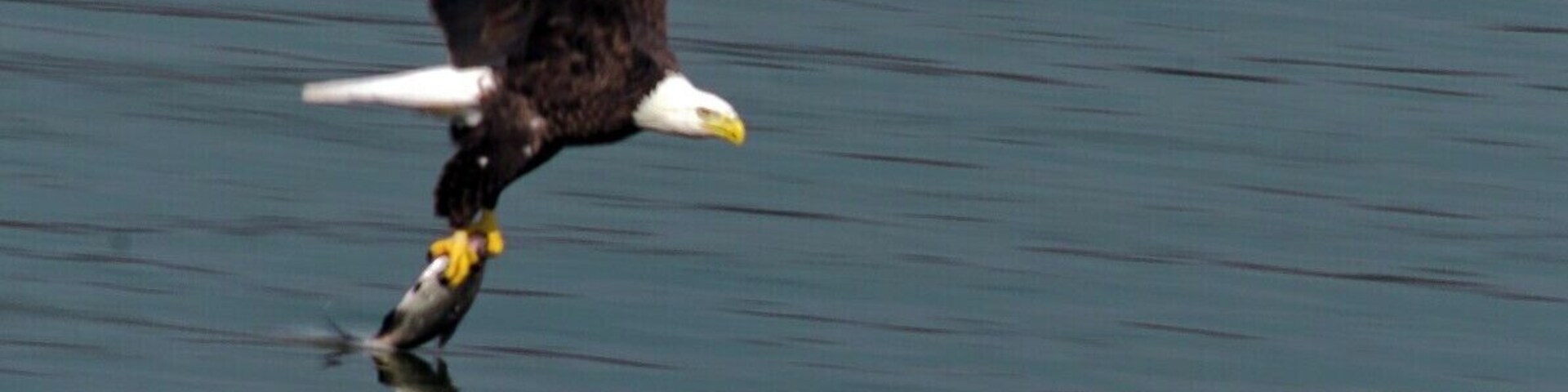 This is a shot from my camera that I got at conowingo. I was just amaized that in front of my eyes I saw how they swoop down and catch the fish and cary them off to eat.