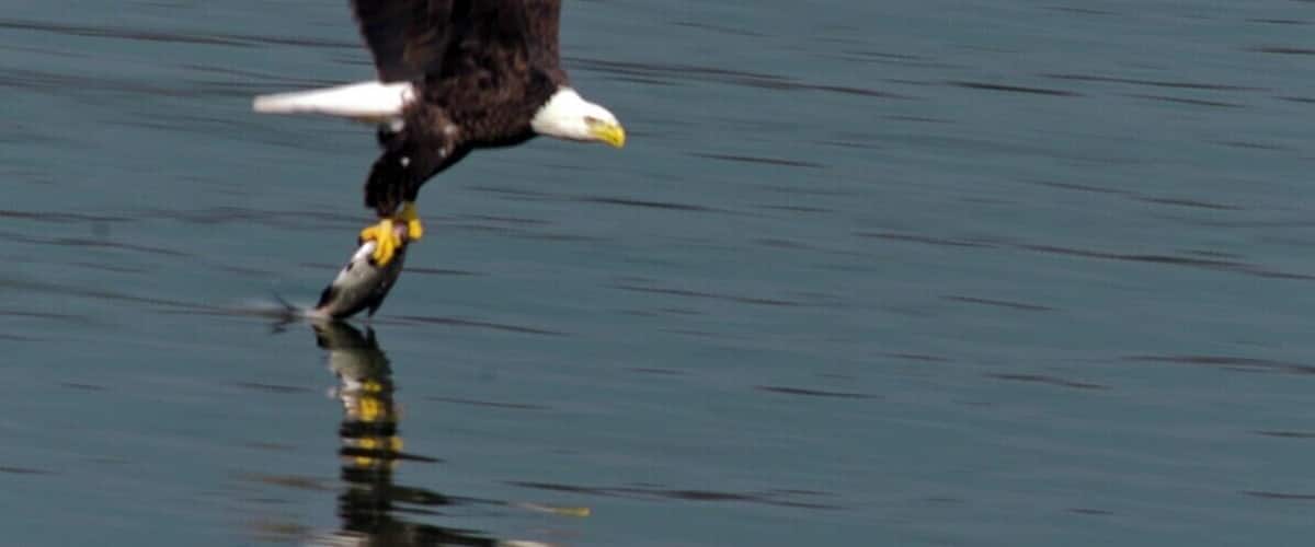 A bald eagle in flight over water.