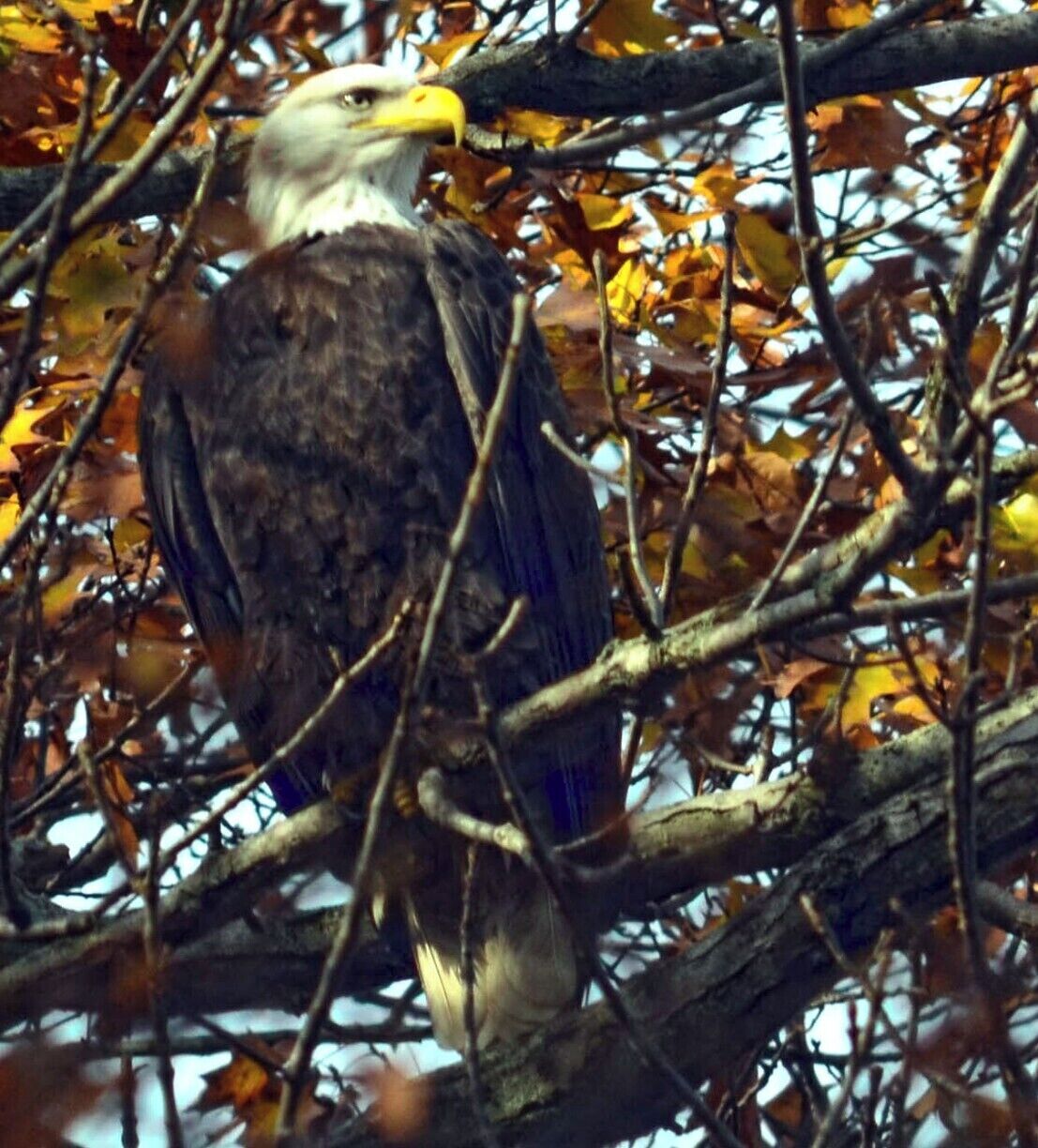 Eagle up in the tree at the Conowingo damn.Large numbers of gulls and Bald Eagles are typically present from mid-October through mid-March. The highest numbers of gulls are present from December through February. Some gulls and Bald Eagles are present in all seasons. Also present all year are large numbers of Great Blue Herons
