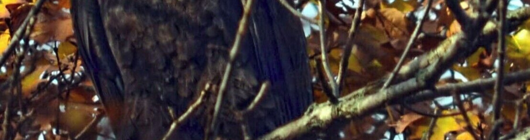Un águila posada en una rama de árbol, rodeada de hojas otoñales.