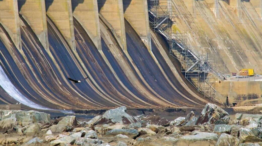 Conowingo is a power company damn in Maryland USA has the largest concentration of Eagles East of the Mississippi River.In the winter months and when the damn is open and water flowing, Fish are abondant and stunned for a while making it easy for the Eagle to swoop down and catch thier food.
Photographers with big big lenses come here to get great shots.