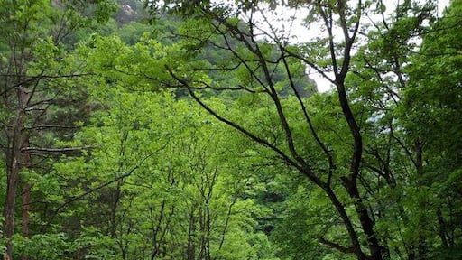 Some amazing hiking in South Korea! There are trails for all levels. The best times to go are spring and my personal favorite, fall, when the leaves are changing colors and it's gorgeous!
Btw, for some reason Trover insists this is in China?!?