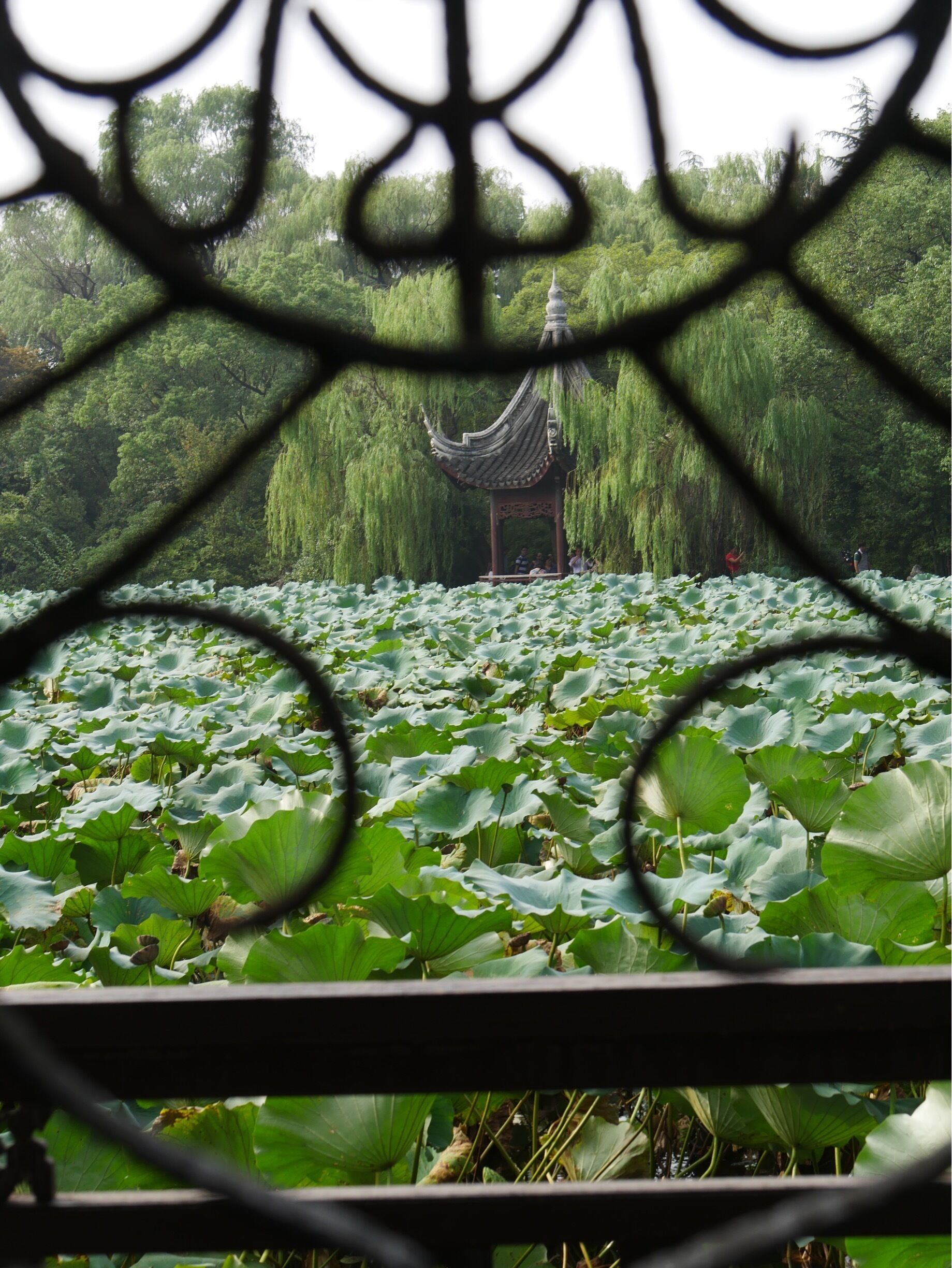 At Xiao Lian Zhuang (Lesser Lotus Villa) in Nanxun Ancient Town, Nanxun China. Looking across the lotus filled pond to a small stone pagoda. #green