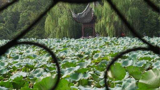At Xiao Lian Zhuang (Lesser Lotus Villa) in Nanxun Ancient Town, Nanxun China. Looking across the lotus filled pond to a small stone pagoda. #green