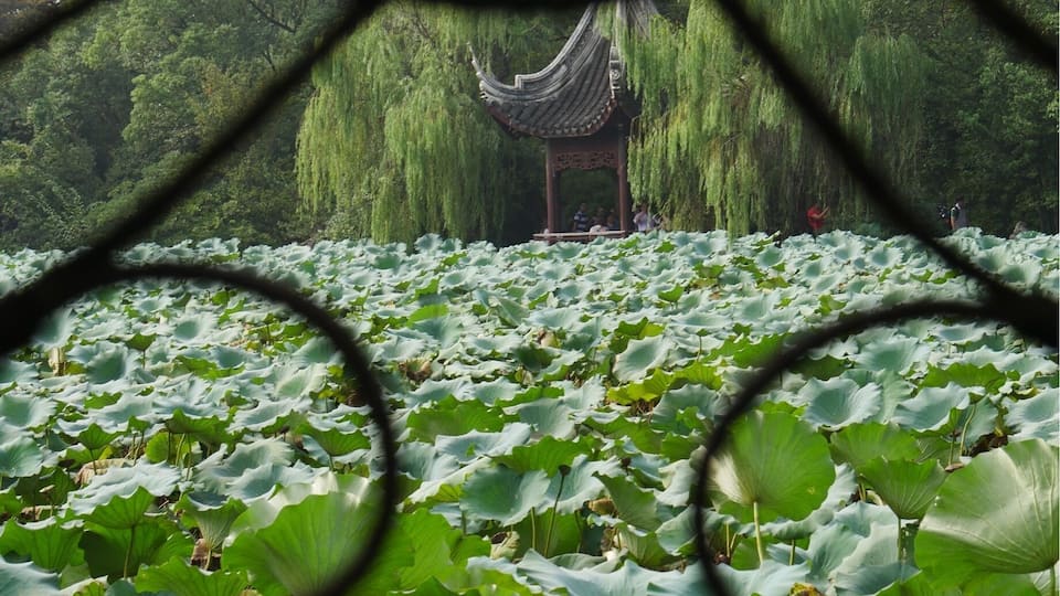 At Xiao Lian Zhuang (Lesser Lotus Villa) in Nanxun Ancient Town, Nanxun China. Looking across the lotus filled pond to a small stone pagoda. #green
