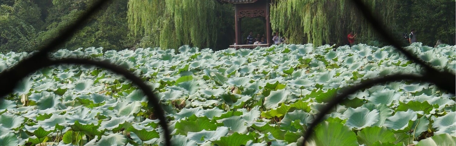 At Xiao Lian Zhuang (Lesser Lotus Villa) in Nanxun Ancient Town, Nanxun China. Looking across the lotus filled pond to a small stone pagoda. #green