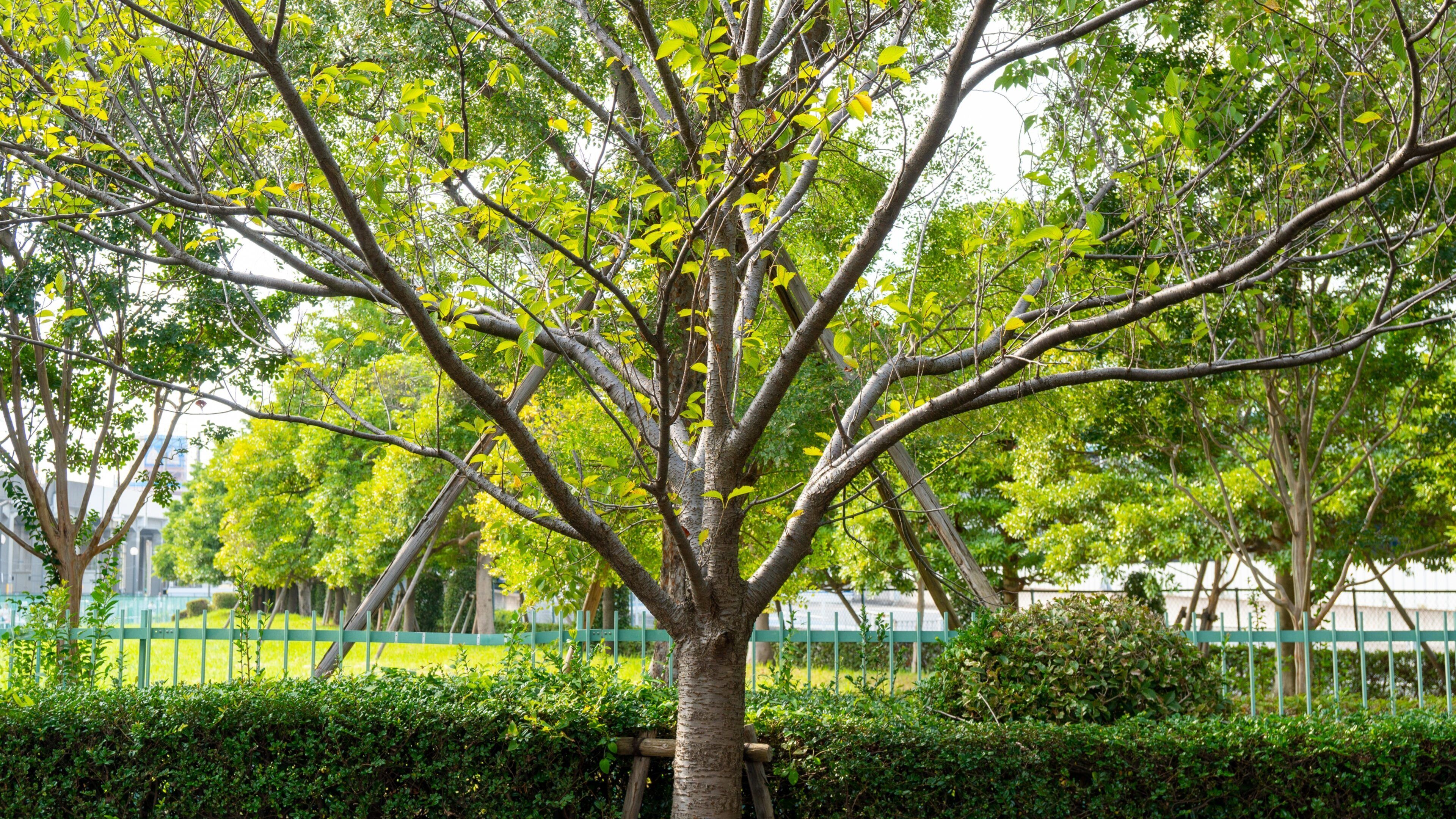 Maihama which includes a park