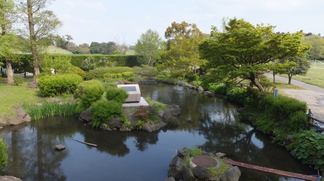 大賀ハス発祥の地(千葉市花見川区)。東京大学検見川総合運動場に隣接する。