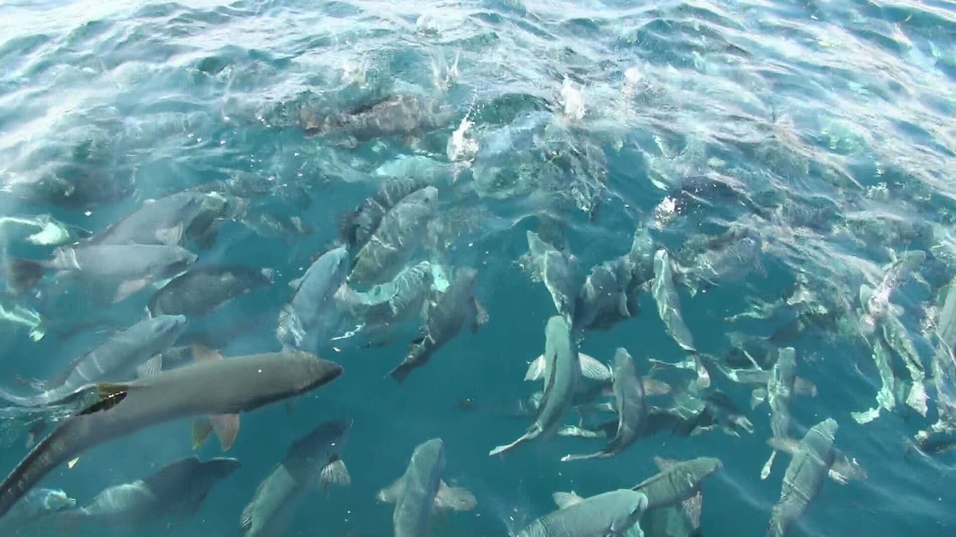 A school of sharks swimming in clear blue water.
