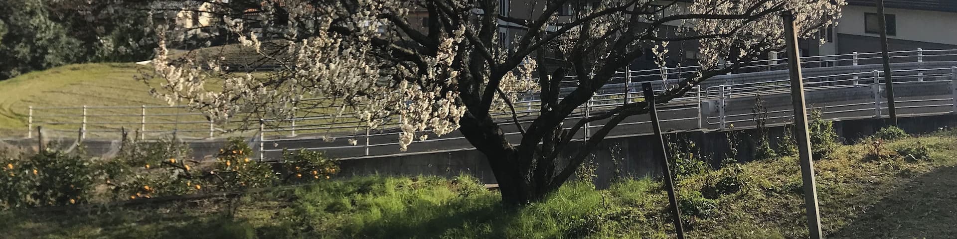 立花山登山口付近のウメの木