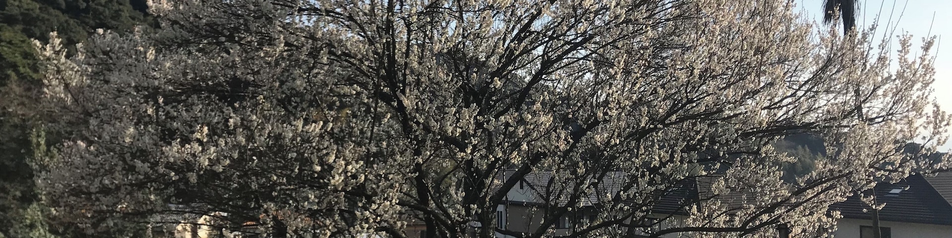 立花山登山口付近のウメの木
