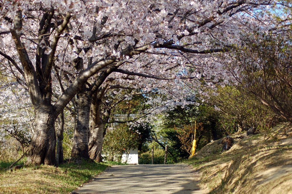 四山神社の桜