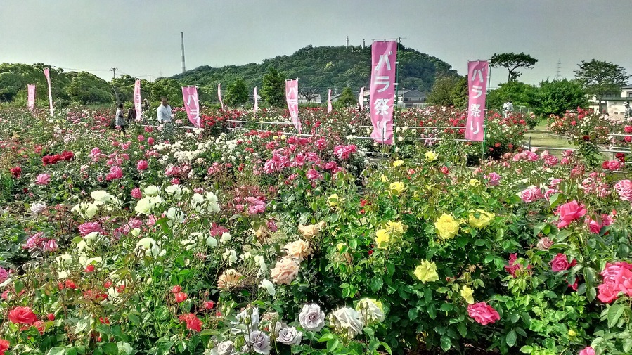 バラ祭り