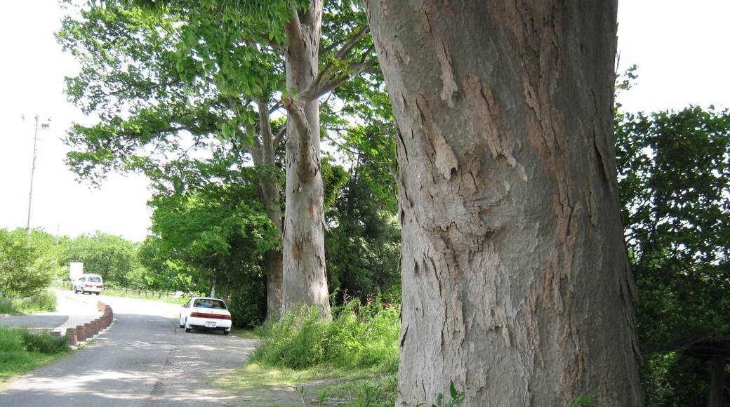 宝沢沼のケヤキ