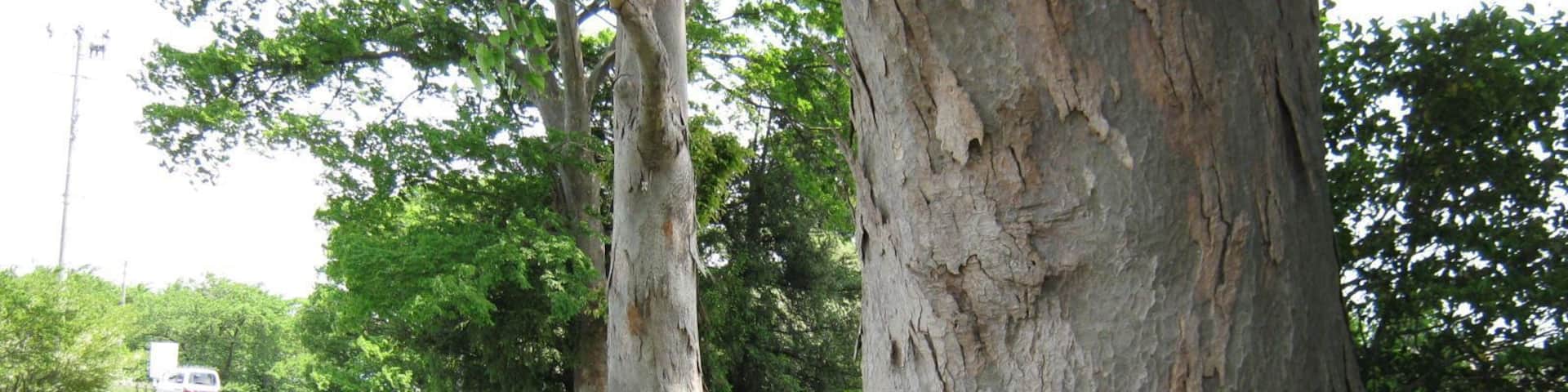 宝沢沼のケヤキ