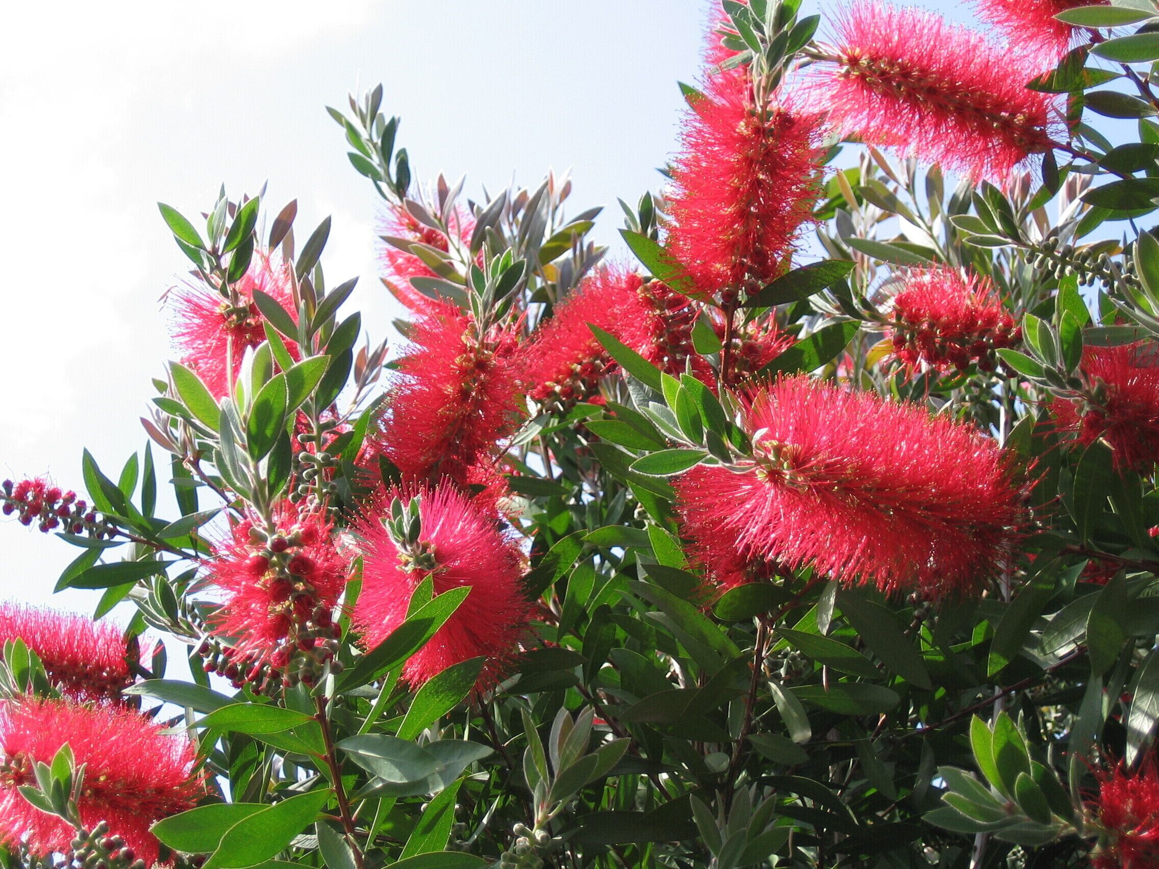 キンポウジュ（ブラシの木）