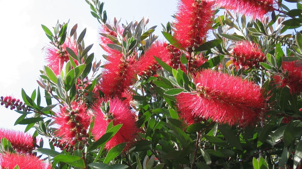 キンポウジュ(ブラシの木)