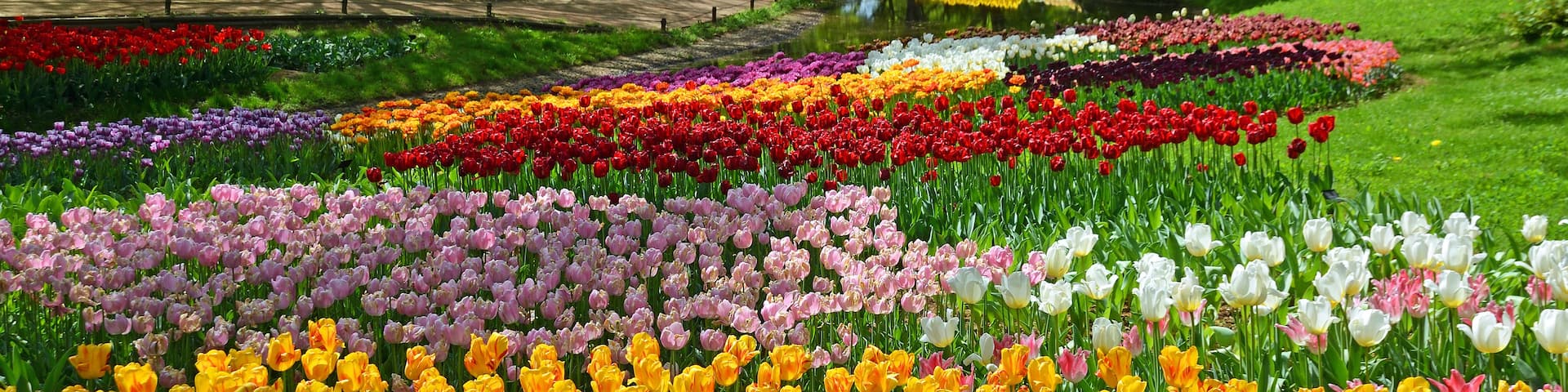 A vibrant flower garden with rows of tulips in various colors.