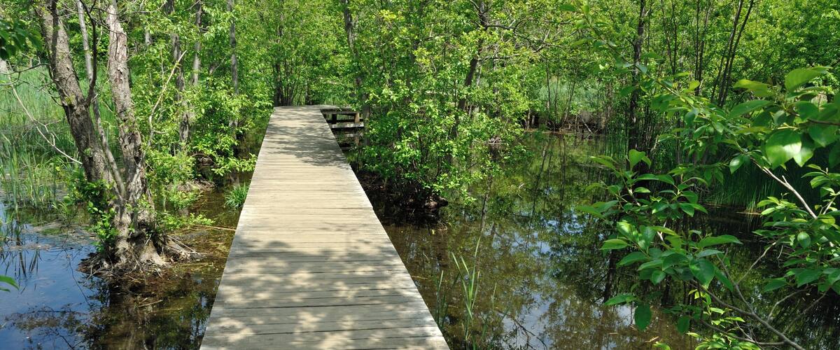 A wooden boardwalk through a swampy area with dense greenery and water.