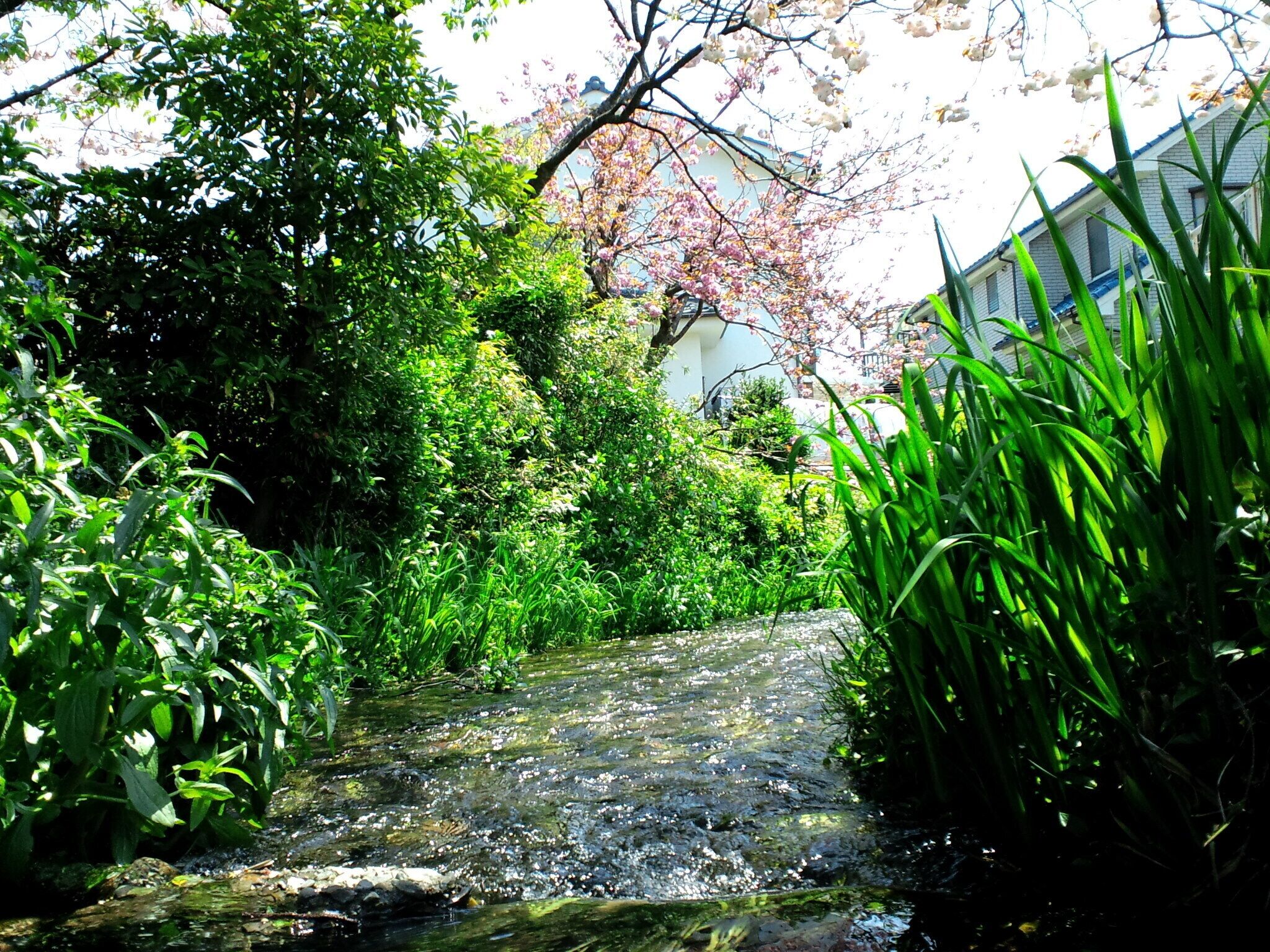 矢川（東京都国立市）