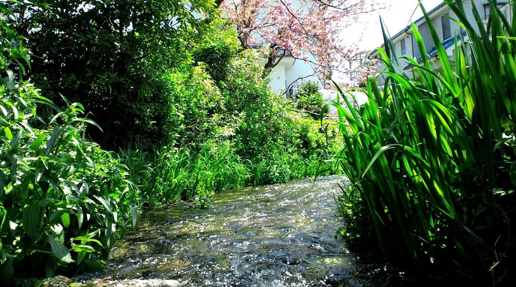 矢川(東京都国立市)