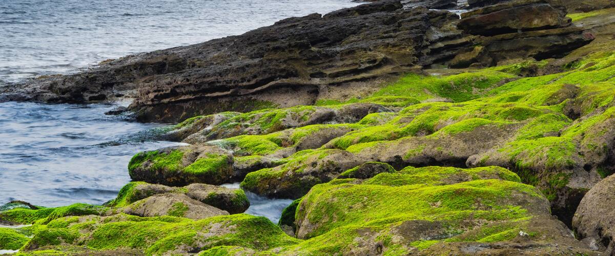 Volcanic rocks sloped at angle with moss covered rocks in foreground along coastline of ocean in Tokyo Bay Japan.