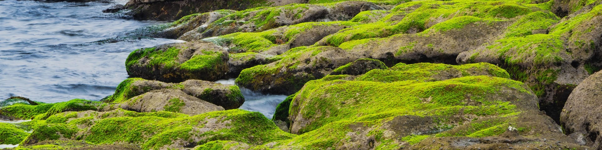Volcanic rocks sloped at angle with moss covered rocks in foreground along coastline of ocean in Tokyo Bay Japan.