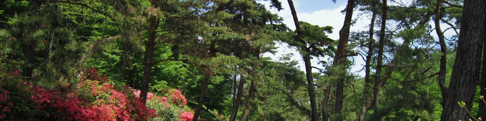Nakasendō Kasatori Pass Avenue of pines (Ashida - Nagakubo).