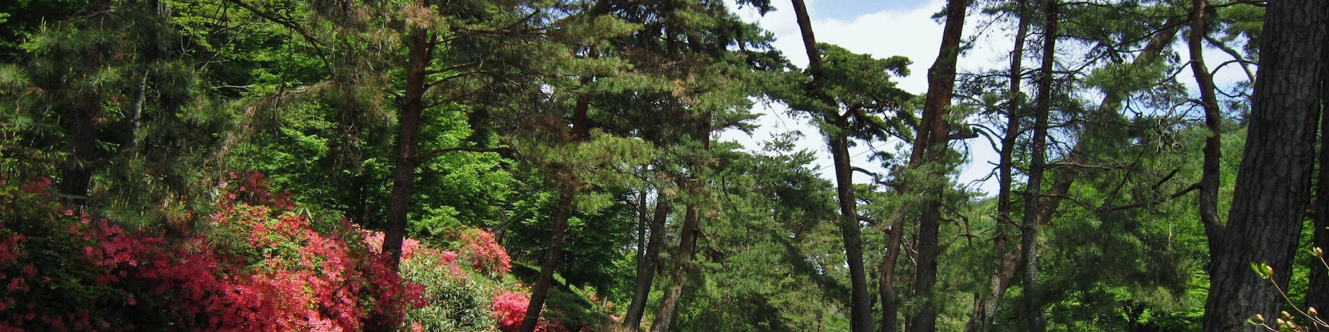 Nakasendō Kasatori Pass Avenue of pines (Ashida - Nagakubo).