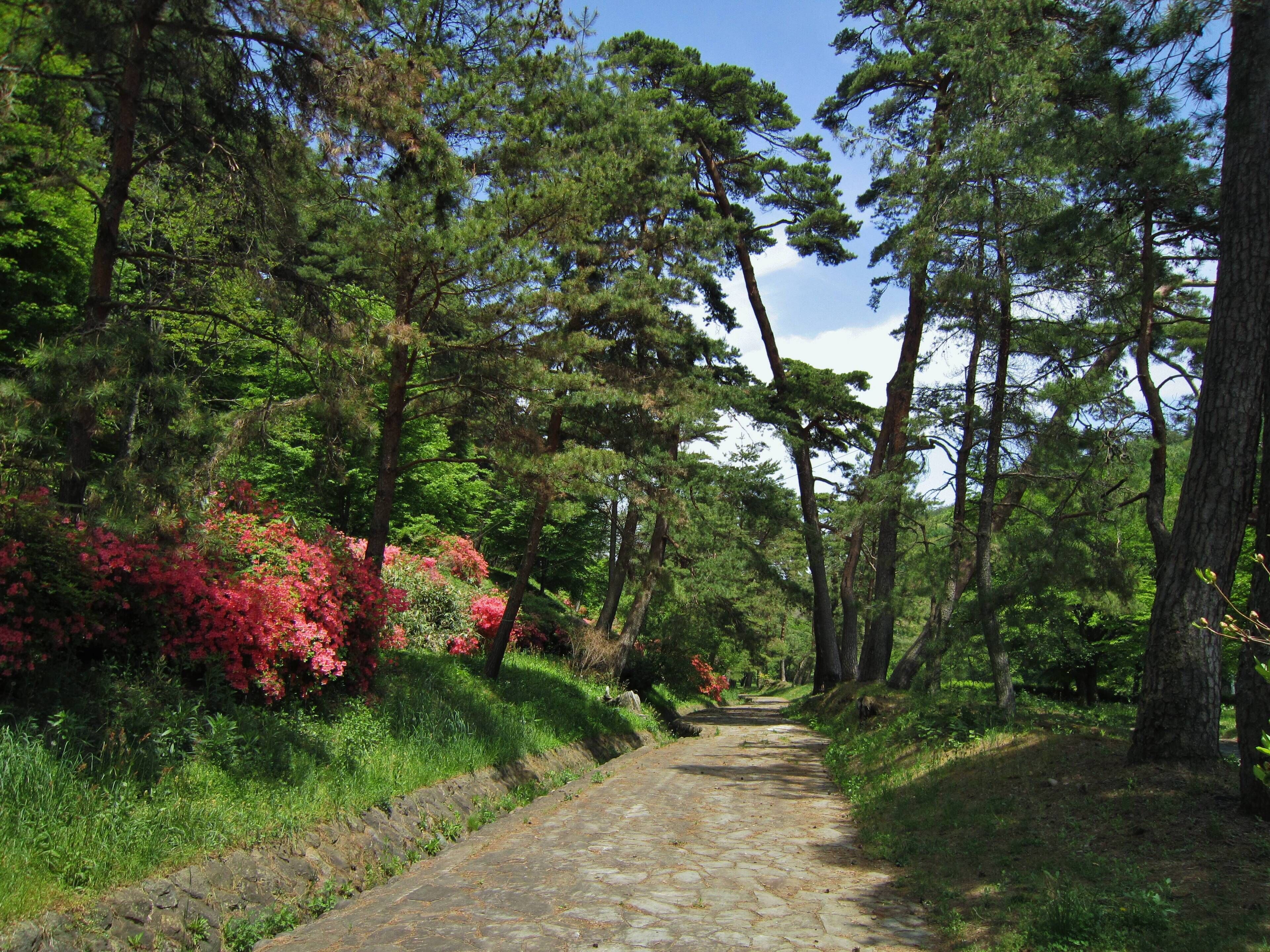 A stone pathway through a forest with tall trees and red azaleas.
