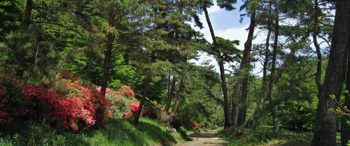A stone pathway through a forest with tall trees and red azaleas.